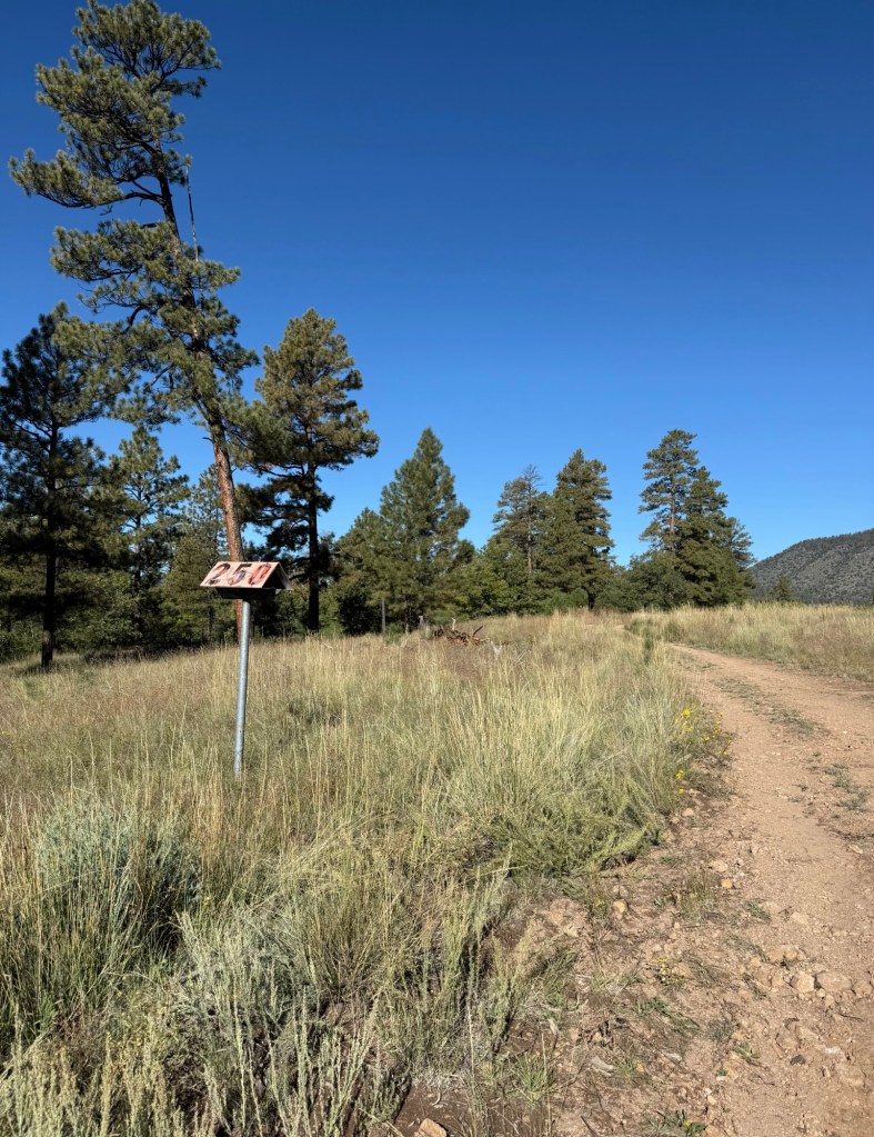 A dirt trail curving through open grassland past tall pines, under a deep blue sky